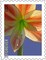 Amaryllis Poster Print by US POSTAL SERVICE - Item # VARPDX3317